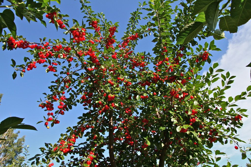 Cherries Evans vs Cupid